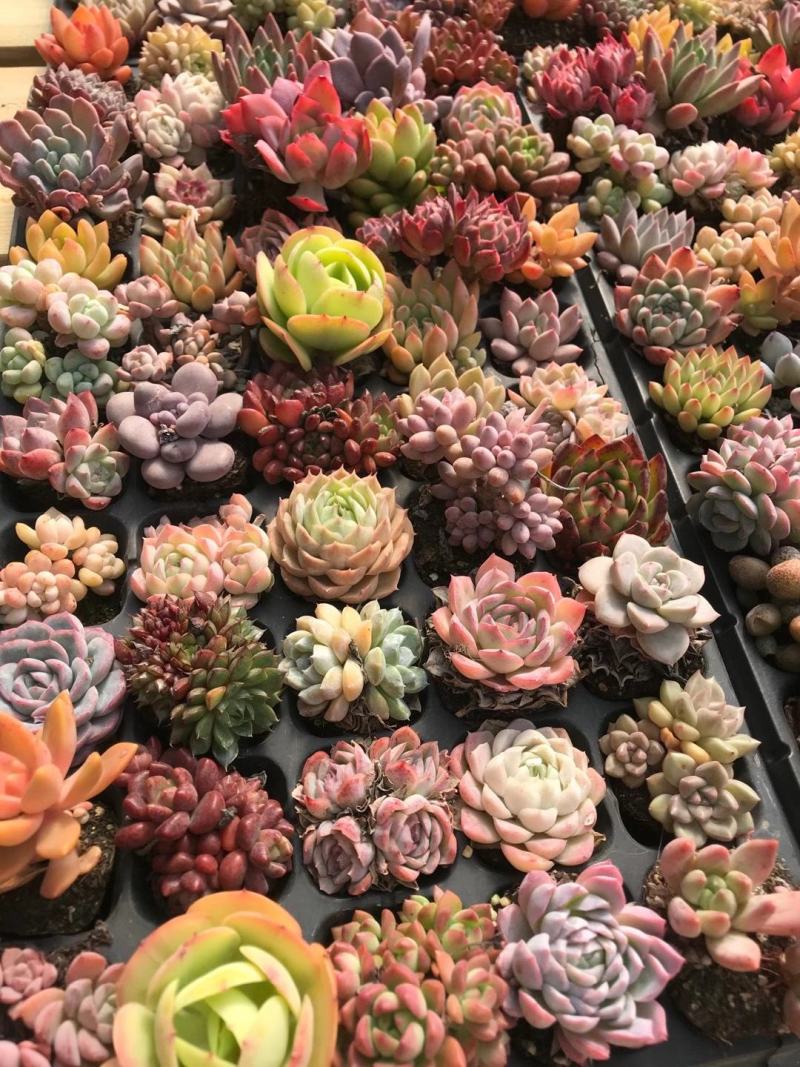 云南精品多肉植物50穴彩色套餐、50装/件。
