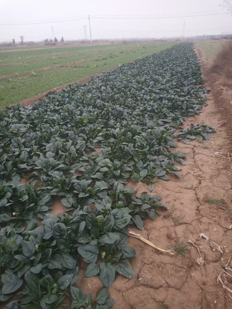 渭南市华州区露天菠菜大量上市了欢迎联系，地头装车