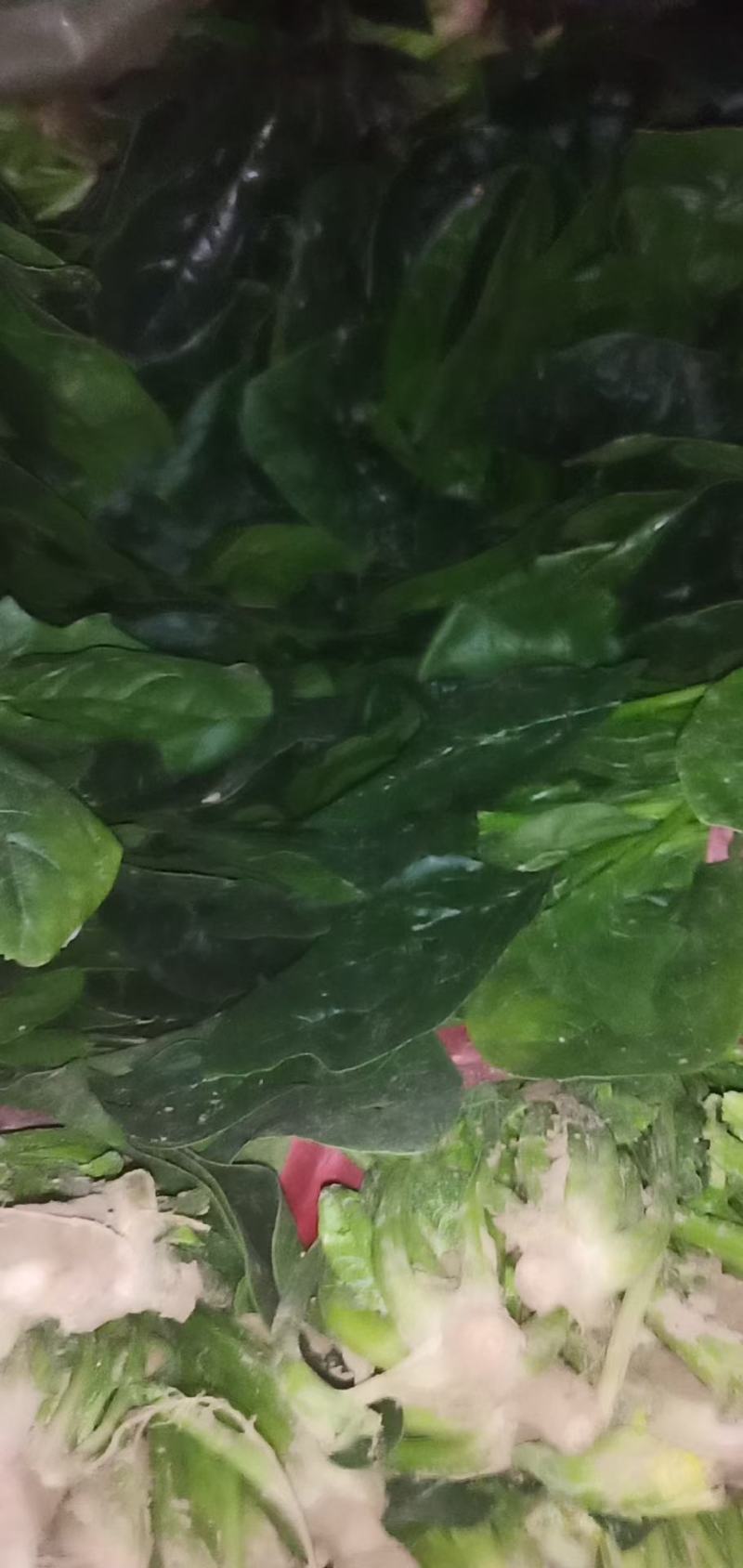 渭南市华州区露天菠菜大量上市了欢迎联系，地头装车