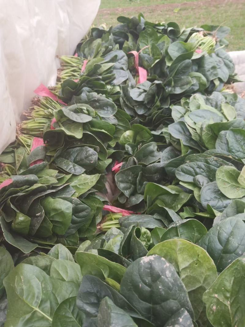 渭南市华州区露天菠菜大量上市了欢迎联系，地头装车