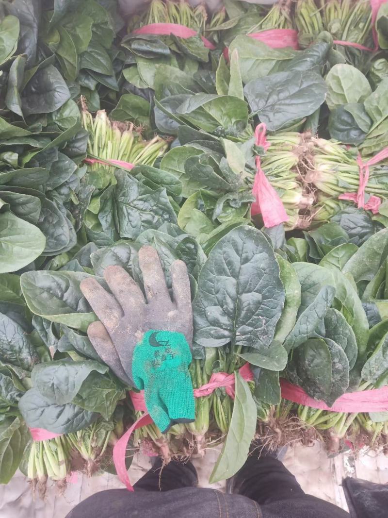 渭南市华州区露天菠菜大量上市了欢迎联系，地头装车