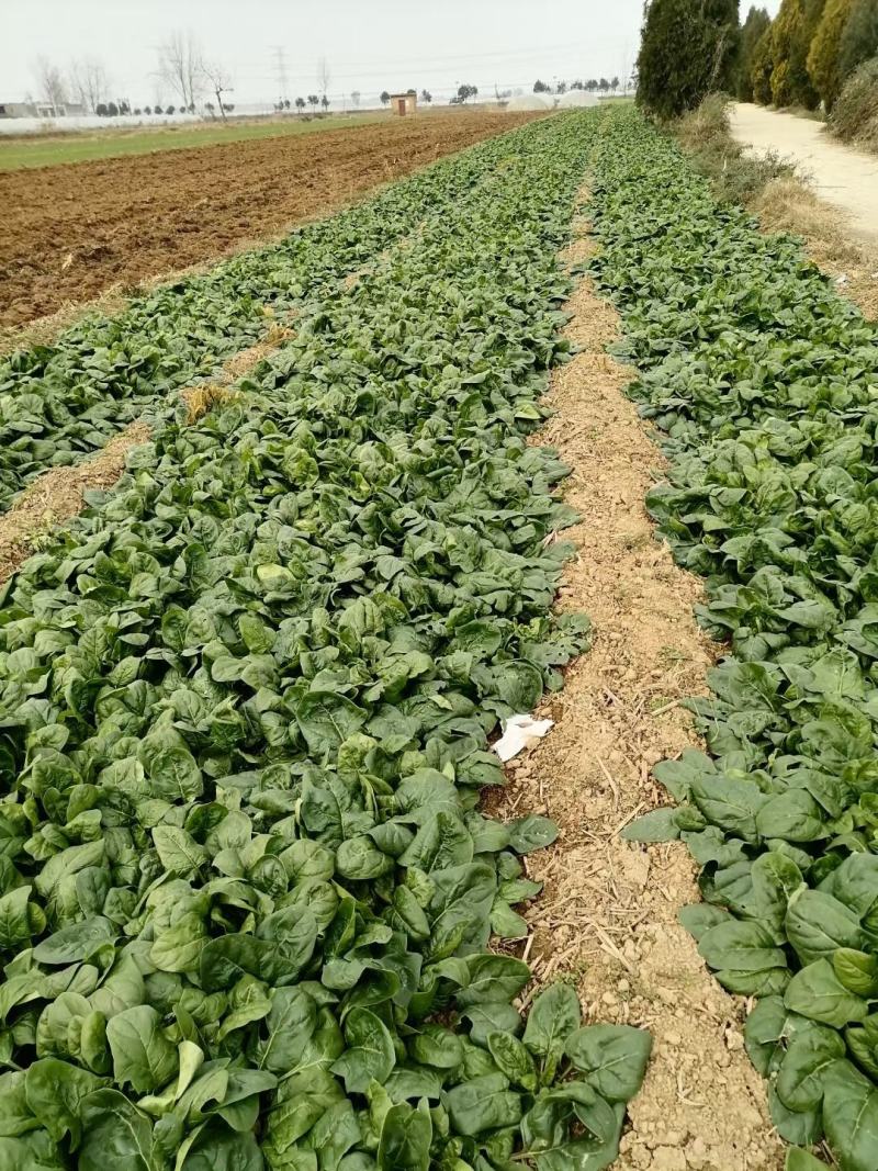 渭南市华州区露天菠菜大量上市了欢迎联系，地头装车