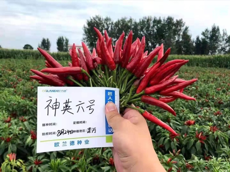 朝天椒种子红焰二号神英六号颜色鲜艳椒型美观中早熟