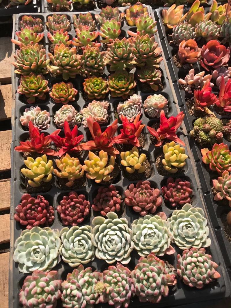 云南多肉穴盘盆景花50穴条纹套餐、5盘装/件、