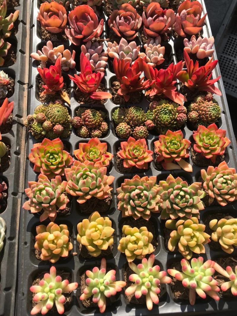 云南多肉穴盘盆景花50穴条纹套餐、5盘装/件、
