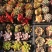 云南多肉穴盘盆景花50穴条纹套餐、5盘装/件、