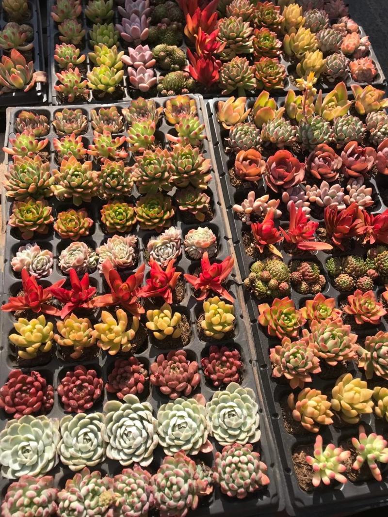 云南多肉穴盘盆景花50穴条纹套餐、5盘装/件、