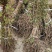 8至15公分元宝枫自产自销大量供欢迎大家来实地考察