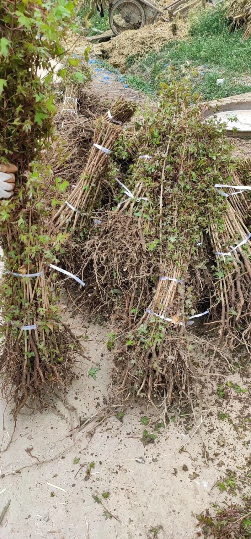 8至15公分元宝枫自产自销大量供欢迎大家来实地考察