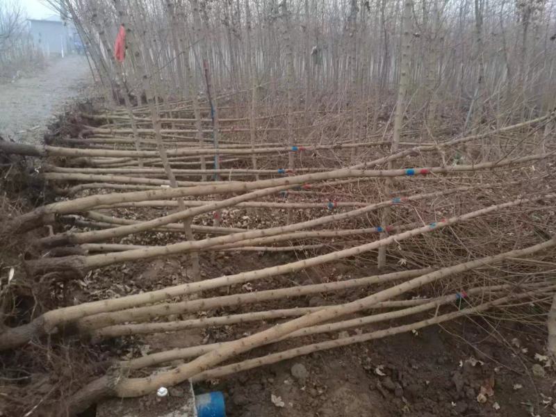 8至15公分元宝枫自产自销大量供欢迎大家来实地考察