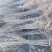 8至15公分元宝枫自产自销大量供欢迎大家来实地考察