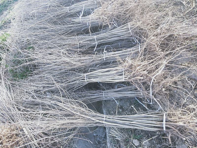 8至15公分元宝枫自产自销大量供欢迎大家来实地考察