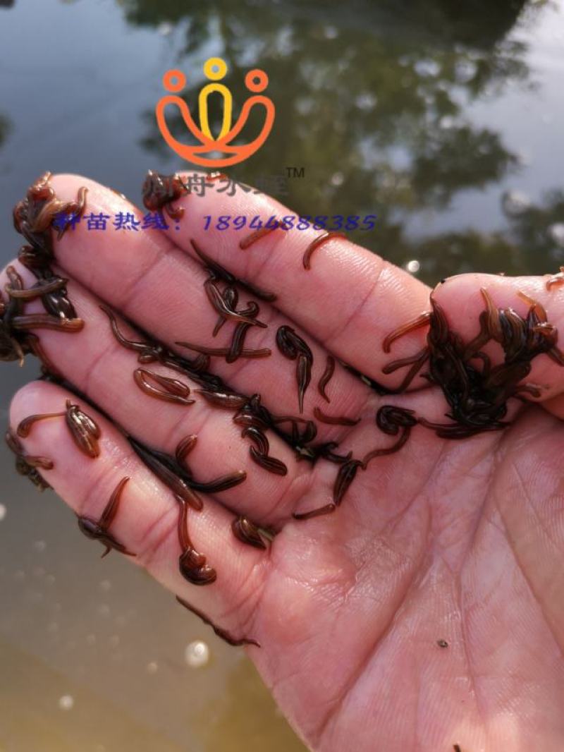 水蛭卵茧，水蛭幼苗，水蛭种苗