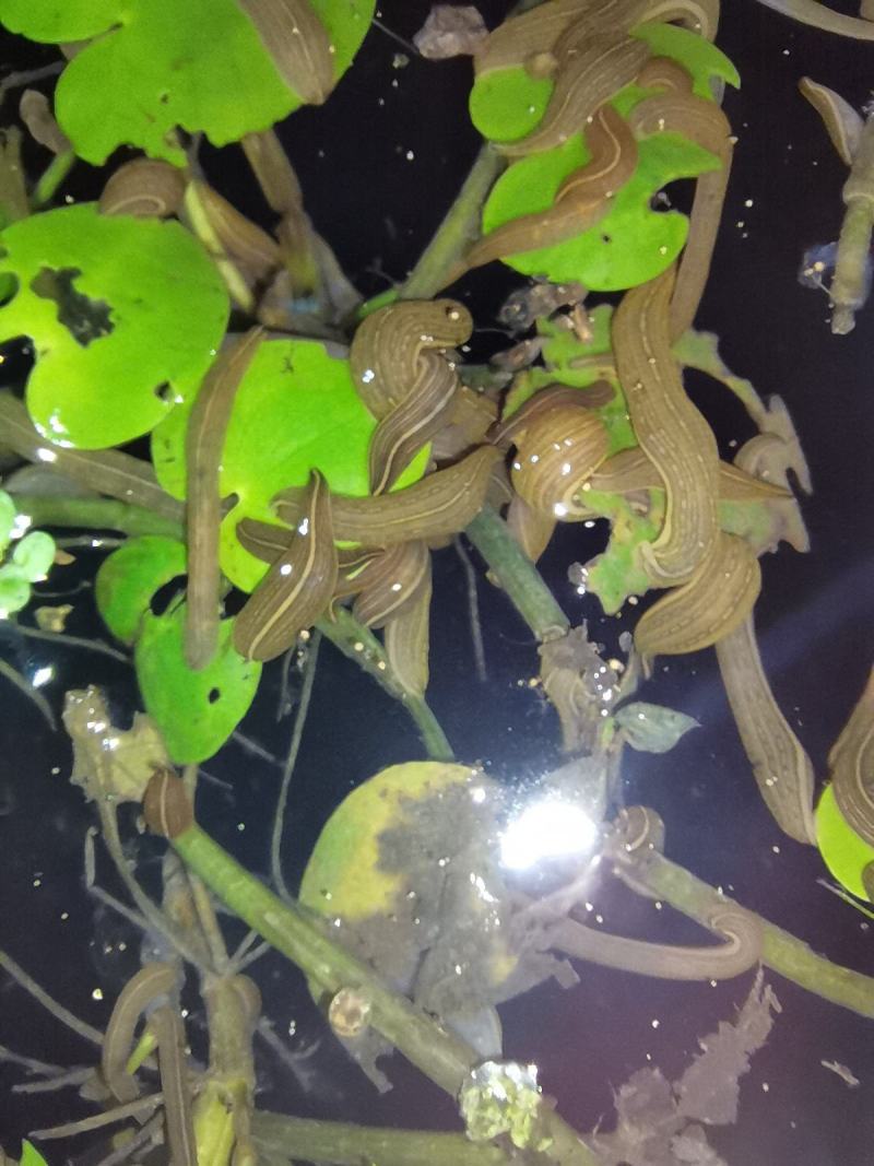 水蛭卵茧，水蛭幼苗，水蛭种苗