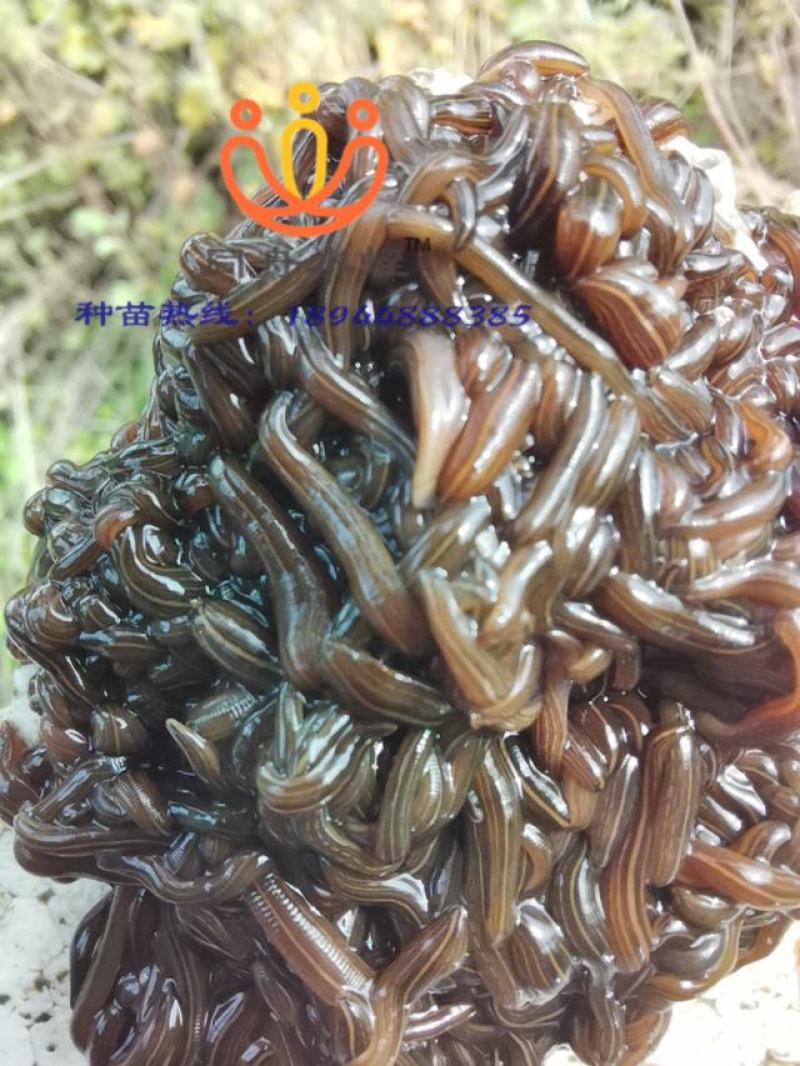 水蛭卵茧，水蛭幼苗，水蛭种苗