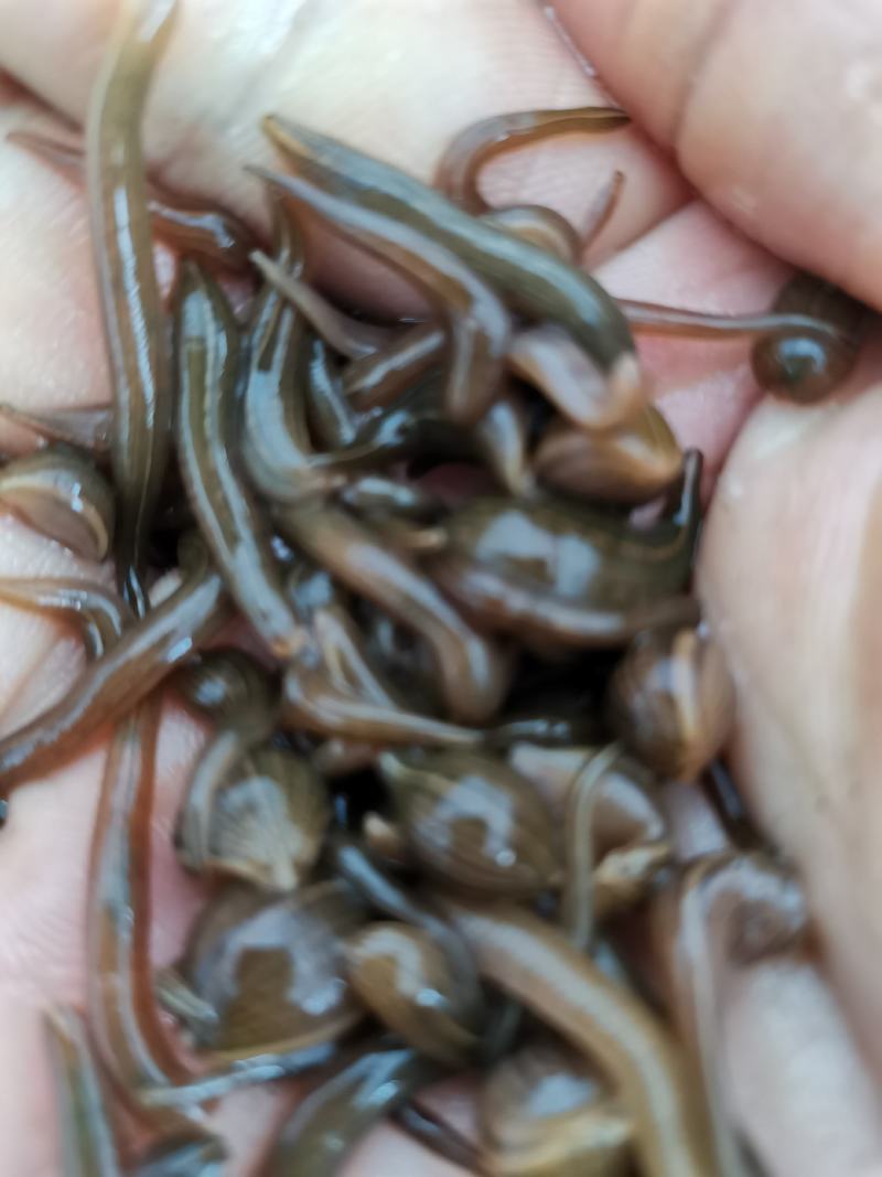 水蛭卵茧，水蛭幼苗，水蛭种苗