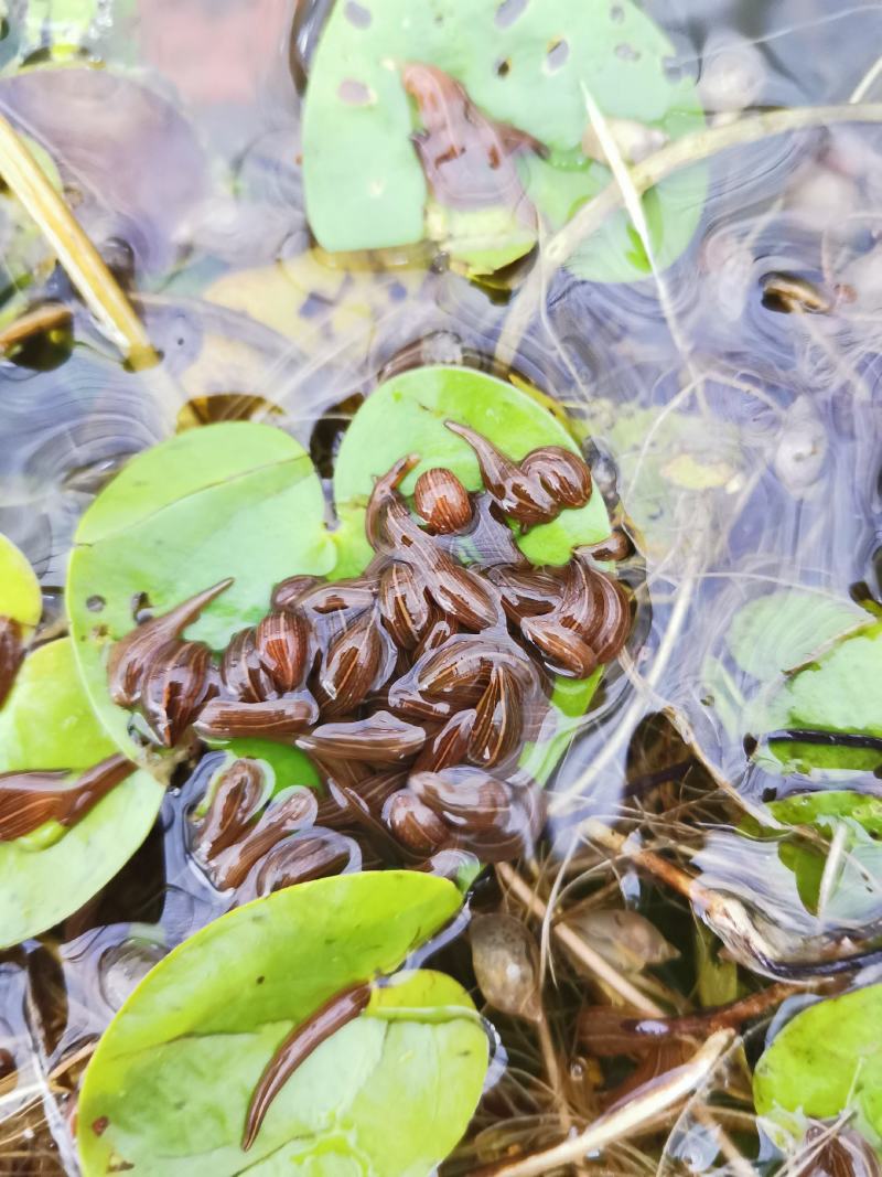 水蛭卵茧，水蛭幼苗，水蛭种苗