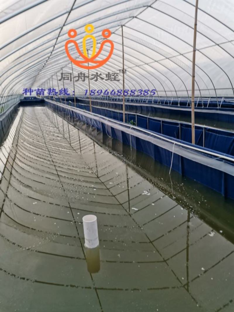 水蛭卵茧，水蛭幼苗，水蛭种苗