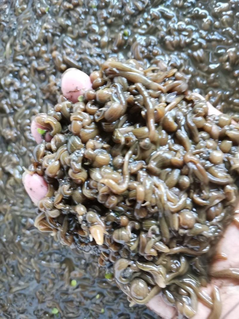 水蛭卵茧，水蛭幼苗，水蛭种苗