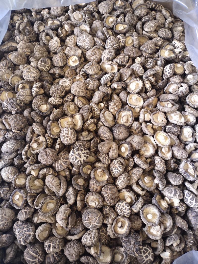 2023产地一手货源精品茶花菇干香菇肉厚型好