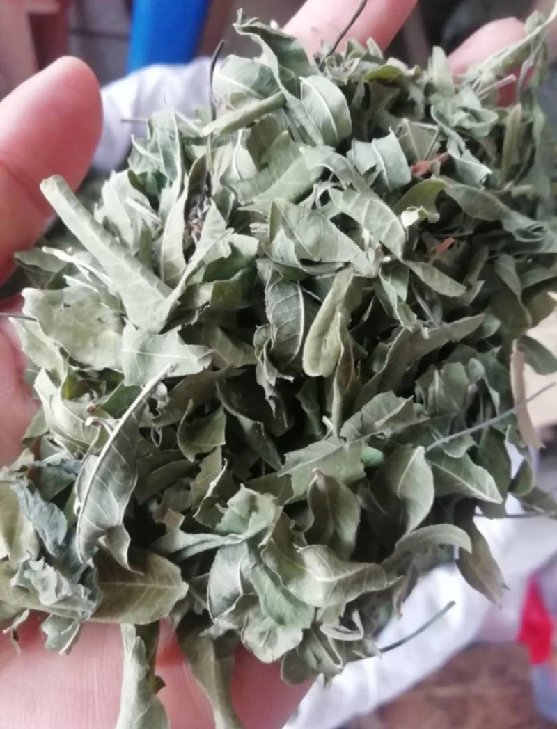 振兴药材批发供应罗布麻叶产地直销罗布麻