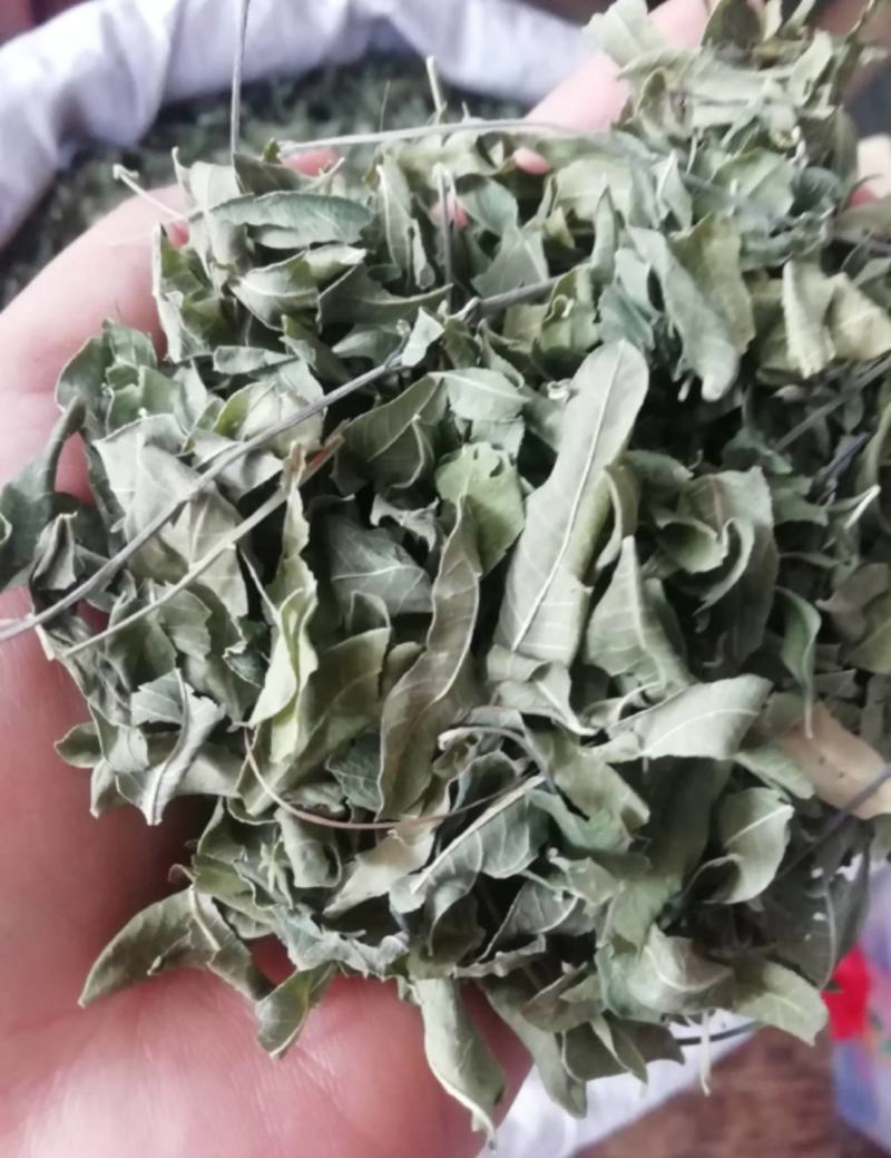 振兴药材批发供应罗布麻叶产地直销罗布麻