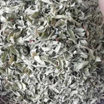 振兴药材批发供应罗布麻叶产地直销罗布麻
