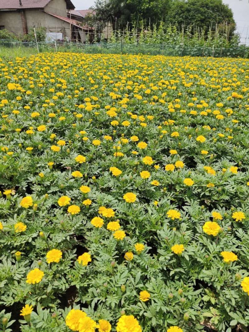 孔雀草大量供应基地直供欢迎实地看货期待合作胡