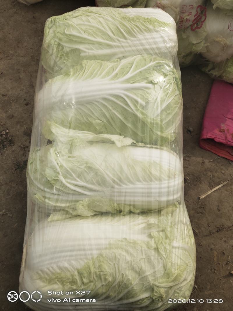 山西稷山县精品白菜质量保证产地直发信誉第一