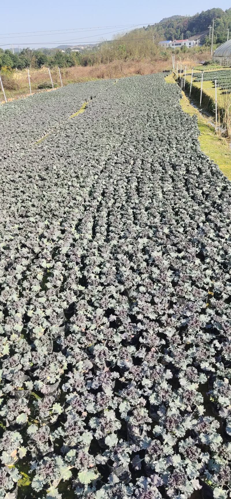 羽衣甘蓝大量供应基地直供欢迎实地看货期待合作