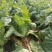 新野优质黄心白菜毛菜净菜散装袋装无虫眼,无烧心。产地直