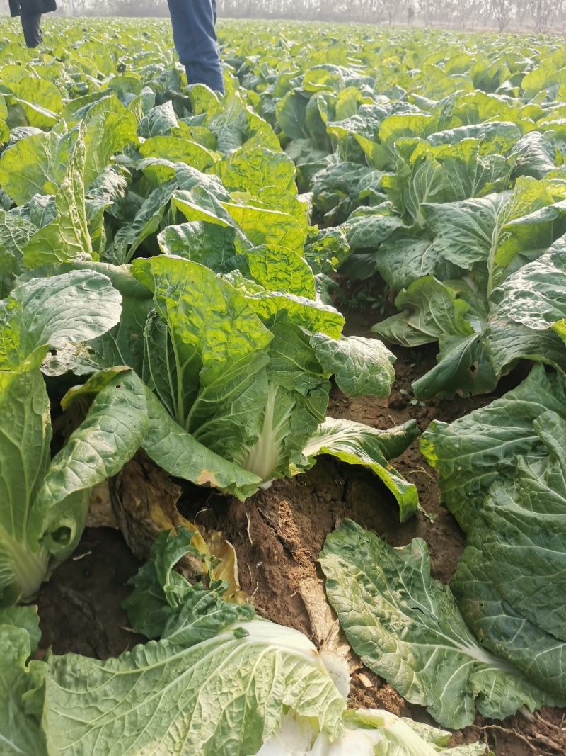 新野优质黄心白菜毛菜净菜散装袋装无虫眼,无烧心。产地直