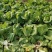 新野优质黄心白菜毛菜净菜散装袋装无虫眼,无烧心。产地直