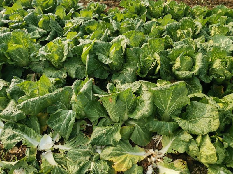 新野优质黄心白菜毛菜净菜散装袋装无虫眼,无烧心。产地直