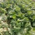 新野优质黄心白菜毛菜净菜散装袋装无虫眼,无烧心。产地直