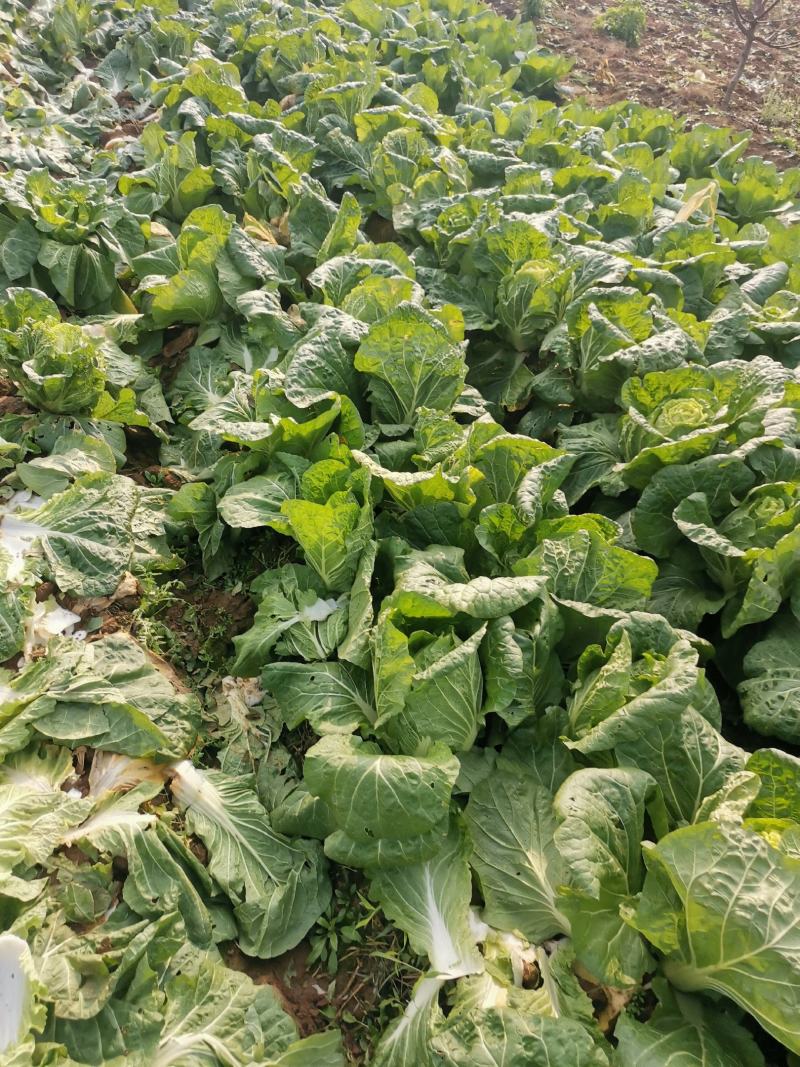 新野优质黄心白菜毛菜净菜散装袋装无虫眼,无烧心。产地直