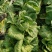 新野优质黄心白菜毛菜净菜散装袋装无虫眼,无烧心。产地直