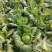 新野优质黄心白菜毛菜净菜散装袋装无虫眼,无烧心。产地直
