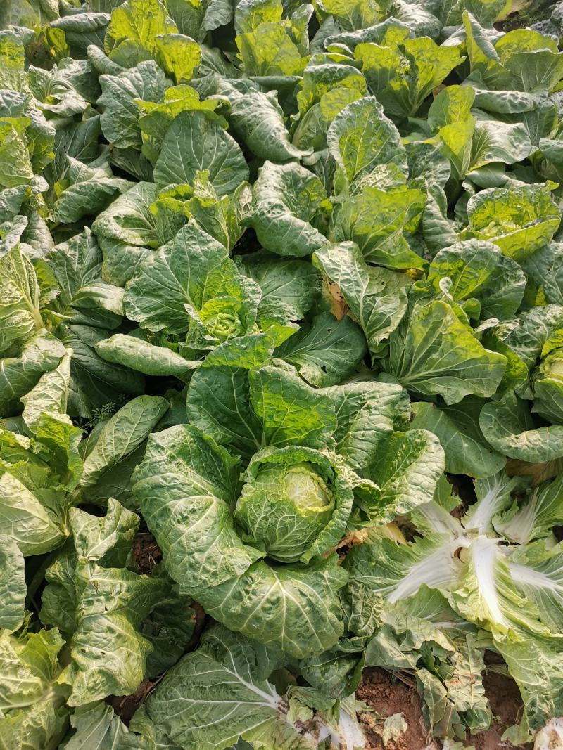 新野优质黄心白菜毛菜净菜散装袋装无虫眼,无烧心。产地直