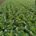 新野优质黄心白菜毛菜净菜散装袋装无虫眼,无烧心。产地直