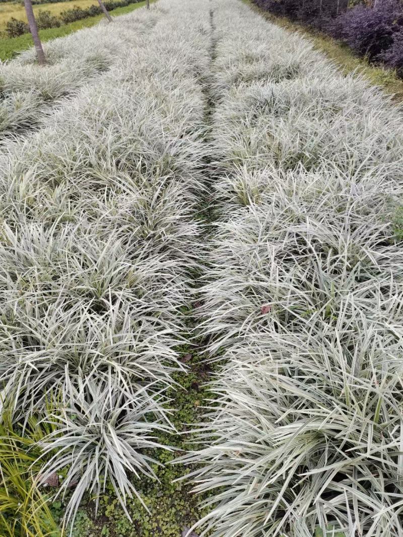 四川成都温江区银边吉祥草，货源充足，批发价