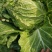 新野优质黄心白菜毛菜净菜散装袋装无虫眼,无烧心。产地直