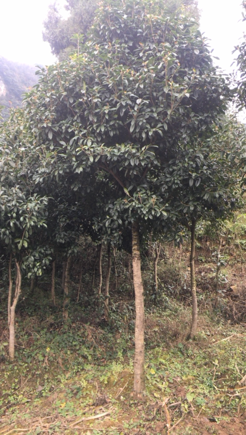 庭院绿化桂花树5一10公分