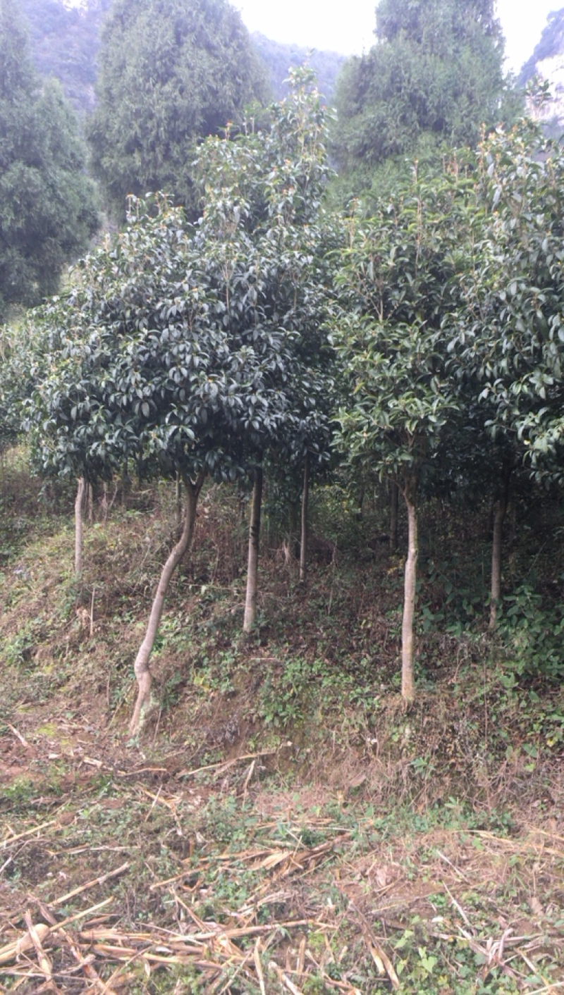 庭院绿化桂花树5一10公分