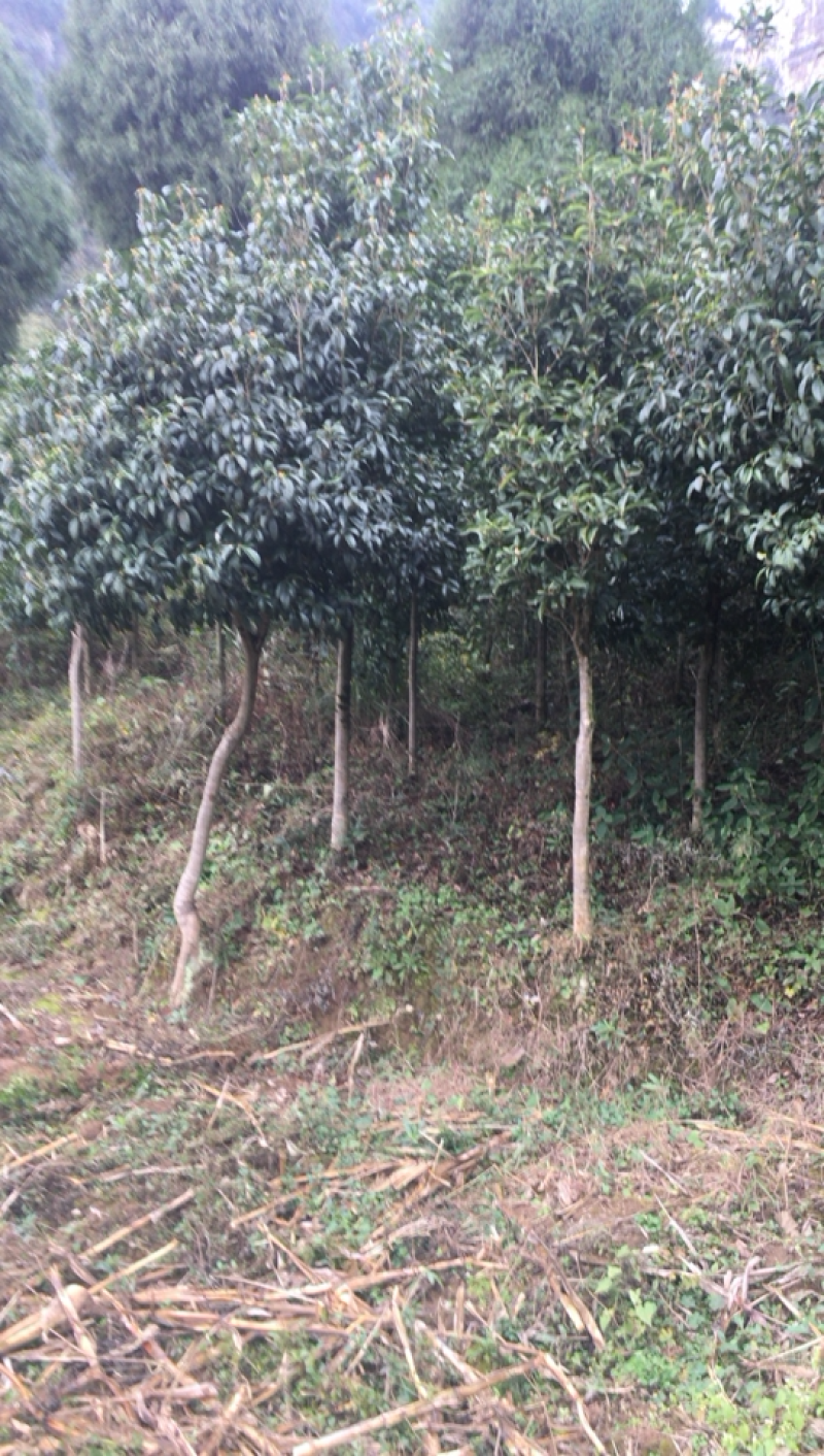 庭院绿化桂花树5一10公分
