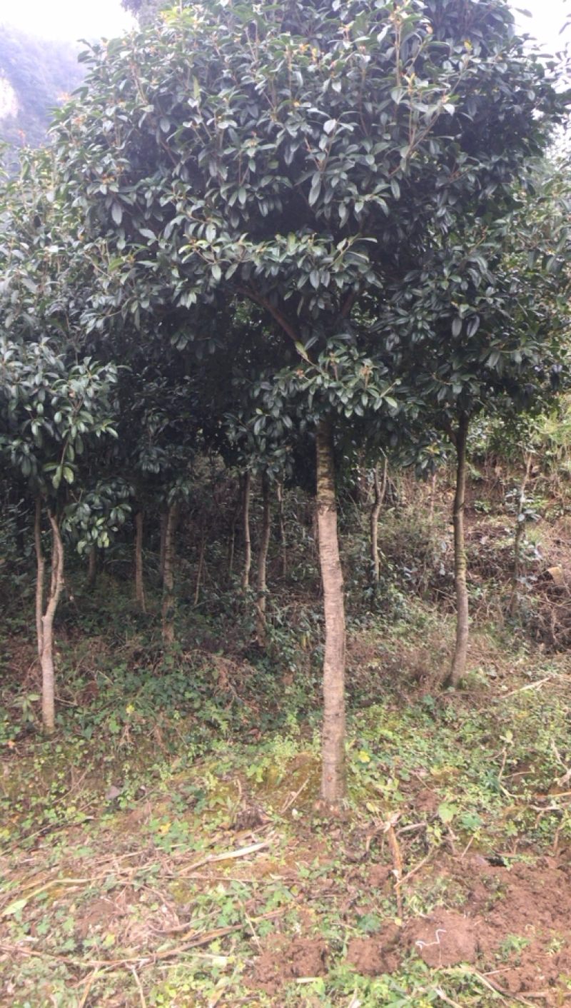 庭院绿化桂花树5一10公分