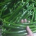 黄皮尖，三号椒