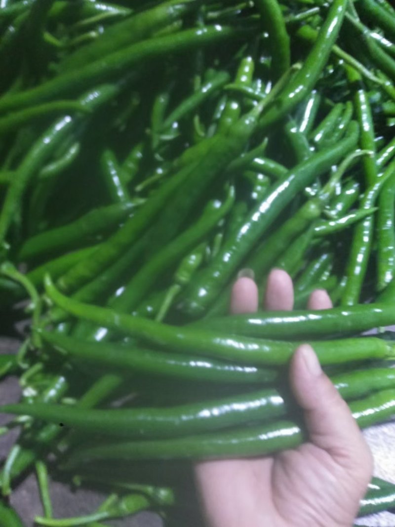 黄皮尖，三号椒