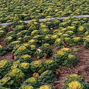 大量出售菊花心，黄心菜