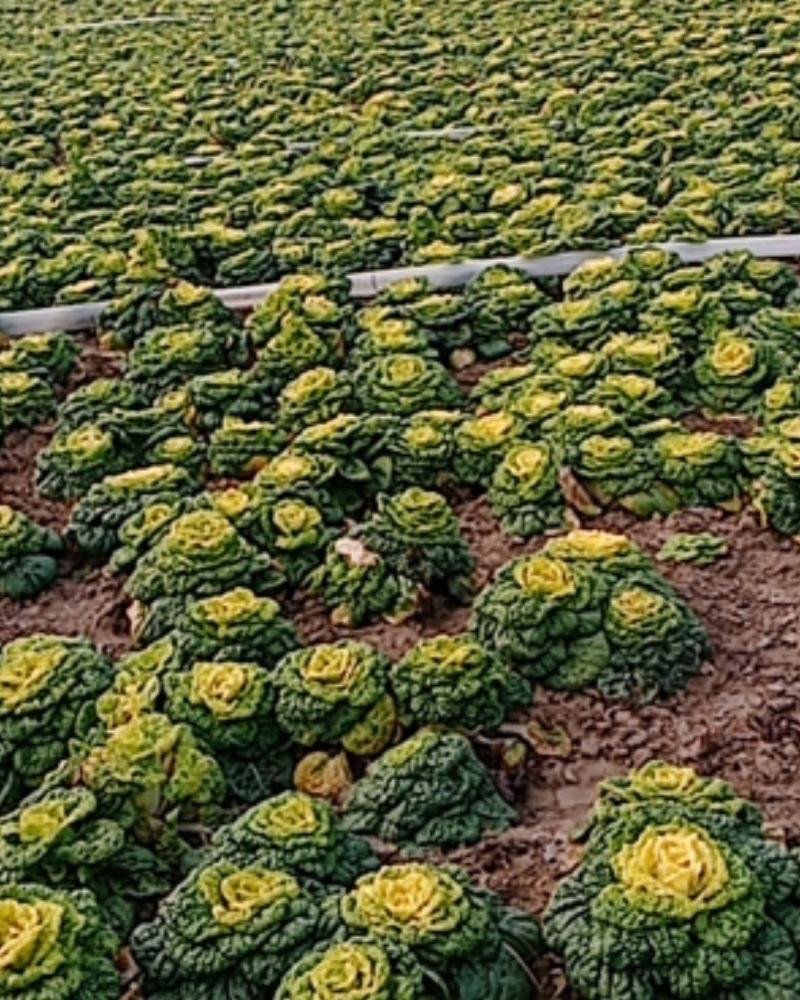 大量出售菊花心，黄心菜